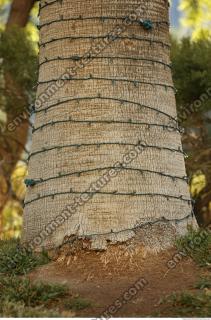 bark palm photo texture